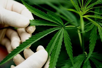 DPR dan Pemerintah Diminta segera Tindaklanjuti Putusan MK soal Legalisasi Ganja Medis