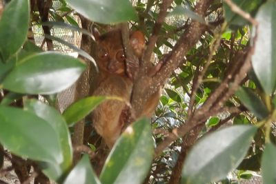 Primata Terkecil di Dunia Ada di Indonesia! Sering Disebut Monyet Hantu,Sekecil Apa?