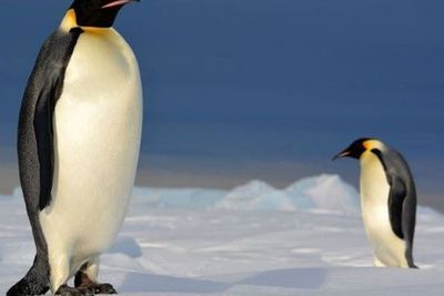 Gegara Perubahan Iklim, Para Penguin Kutub Kabur ke Tempat yang Tak Pernah Terjamah