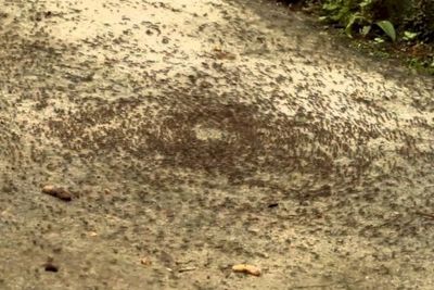 Ants Circle of Death, Cara Gerombolan Semut Bunuh Diri Akibat Putus Asa Ditinggal Keluarga