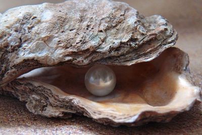 Bikin Penasaran, Ternyata Begini Cara Kerang Tiram Menghasilkan Mutiara