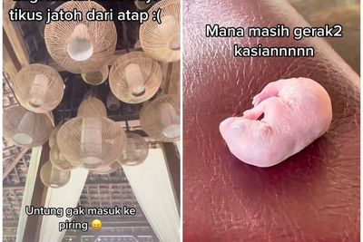 Geli! Bayi Tikus Jatuh dari Atap saat Sedang Makan di Restoran