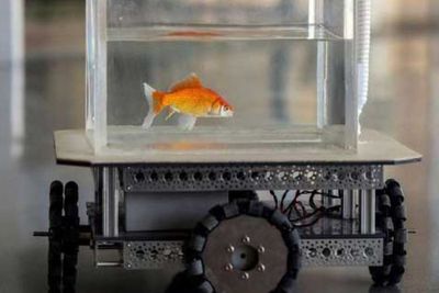 4 Hal Mustahil yang Ternyata Bisa Dilakukan oleh Ikan Mas, Apa Saja Ya?