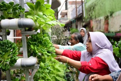 Cara Berkebun Ini Bisa Menghemat Tempat dan Hasilkan Cuan Melimpah