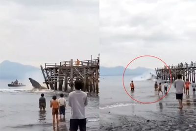 Detik-detik Paus Bungkuk Ngamuk Seruduk Dermaga Saat Terdampar di Perairan Banyuwangi
