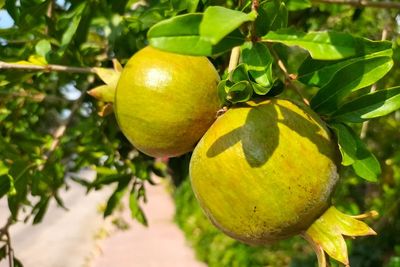Berkali-kali Disebutkan di Al-Qur an, Buah Bidadari Surga Ini Tumbuh Subur di Turki