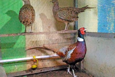 Ini Ayam atau Burung? Dipelihara Pria Solo Ini Ternyata Bisa Cuan Jutaan Rupiah Loh!