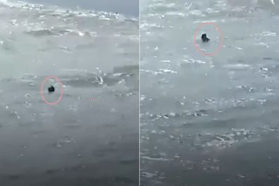 Pria di Muara Sungai Opak Bantul Diduga Sengaja Tenggelamkan Diri saat Memancing