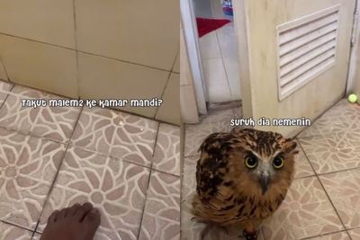 Pria Ini Nekat Ajak Burung ke Kamar Mandi, Ternyata Gegara Takut Sendirian