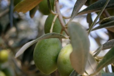 Berulang Kali Disebutkan dalam Al-Qur an, 3 Buah Surga Ini Tumbuh Melimpah di Turki