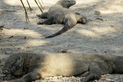 Hadapi Aksi Mogok, Pemprov NTT Tunda Tarif Baru Masuk Pulau Komodo Hingga 1 Januari 2023