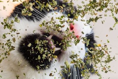 Mengenal Catnip Ganja Kucing Bikin Mabuk, Apa Manfaatnya?