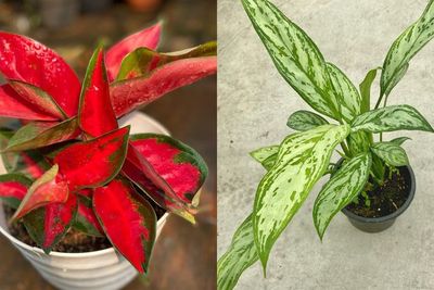 5 Rekomendasi Bunga Aglonema dengan Warna Paling Cantik