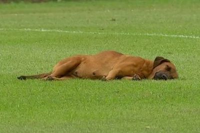 Unyu! Seekor Anjing Tidur Siang di Tengah Lapangan saat Pertandingan Liga Paraguay