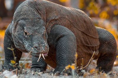 Asyik! Sampai Akhir 2022 Tiket Masuk Taman Nasional Komodo Jadi Rp150 Ribu