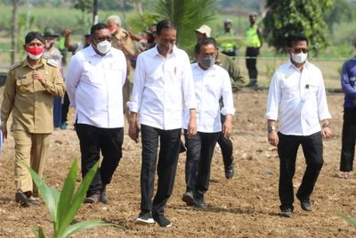 Hadapi Isu Naiknya Harga Mie Instan, Kementan Galakkan Penanaman Sorgum Pengganti Gandum