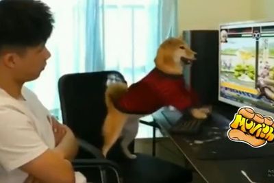 Anjing Ini Marah-marah Lagi Asyik Main Game Lalu Layarnya Dimatikan: Kayak Gamer