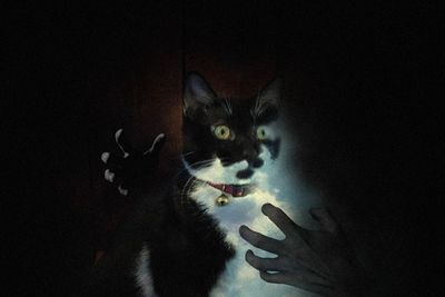 Keajaiban Kucing Menurut Primbon Jawa, Konon Bisa Mendeteksi Bencana dan Menangkal Santet