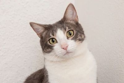 Jaga Kebersihan Jadi Motif Brigjen NA Tembak Banyak Kucing di Bandung