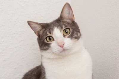 Jenderal TNI yang Tembak Kucing akan Dijerat Pasal Peternakan dan Kesehatan Hewan