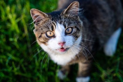 Heboh Banyak Kucing Mati Ditembak di Bandung, Pelakunya Jenderal TNI