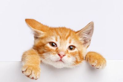 Viral Banyak Kucing Mati Ditembak di Bandung, Anggota DPR Geram
