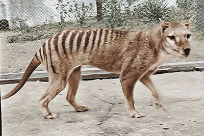 Punah Sejak 1936, Ilmuwan Siap Bangkitkan Harimau Tas Mania dari Tidur Panjangnya