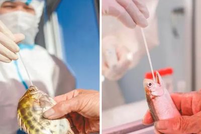 Kasus COVID-19 di China Naik, Ikan dan Kepiting Ikut Tes Swab seperti Manusia