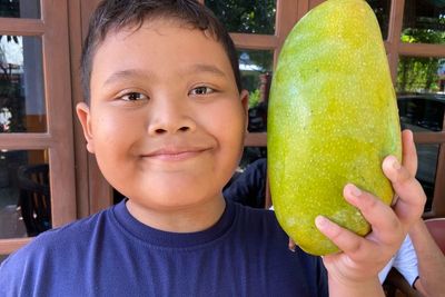 Mangga Raksasa Ukurannya Segede Kepala Manusia, Penemuan Baru Bikin Tercengang, Jenis Apa?