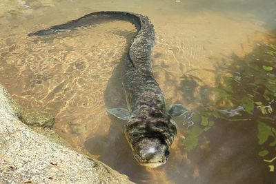 Wujud Ikan Pembawa Sial, Tak Ada yang Berani Makan Bak Siluman Bisa Lolos dari Banjir