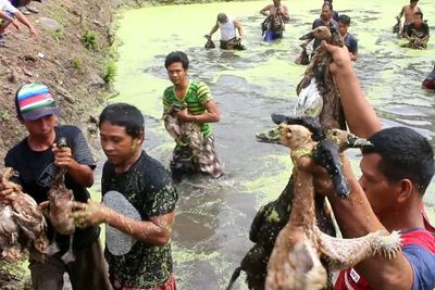 Ngakak! Pakai Sarung, Bapak-bapak Kewalahan Nangkap Itik di Empang: Hadiahnya Menggiurkan!