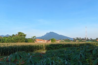 Melihat Keindahan Gunung Ringgit Situbondo, Bentuknya Mirip Putri Tidur