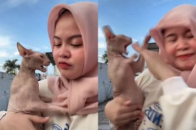 Momen Wanita Dicakar Sphinx Kesayangannya, Kesal Sampai Sebut Keturunan Firaun