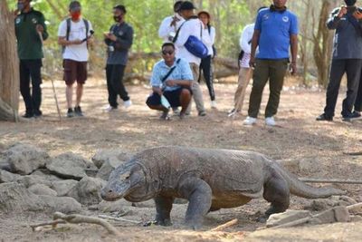 Diisukan Monopoli Jasa Wisata Masuk Pulau Komodo, Ini Kata Flobamor BUMD NTT