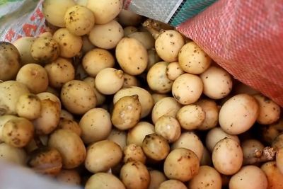 Sering Dikira Duku, Buah yang Bikin Kulit Glowing Ini Sekali Panen Bikin Petani Kaya!