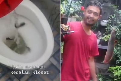 Viral Bibit Lele Dimasukkan Lewat WC Lalu Dipanen di Septic Tank, Netizen Auto Mual!
