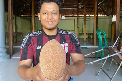 LANGKA! Buah Sawo Raksasa Bobotnya Enggak Masuk Akal Capai 2 Kg, Begini Cara Menanamnya!