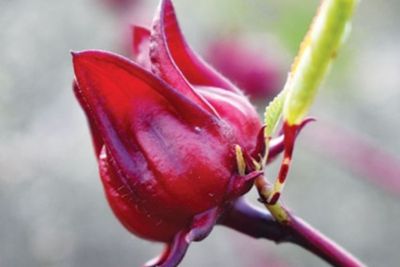 Asal-usul Teh Rosella Ternyata dari Tanaman Ini, Dipercaya Bisa Sembuhkan Penyakit