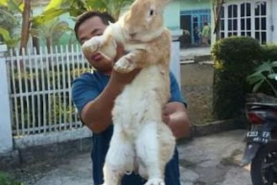 Viral Kelinci Raksasa Seukuran Tubuh Manusia, Ras Terbesar di Dunia! Berapa Harganya?