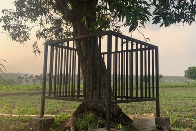 Pohon Keramat di Dusun Memek Konon Dihuni Lelembut, Wanita Haid Dilarang Mendekat