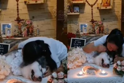 Momen Pilu Seorang Wanita Ditinggal Anjing Kesayangan Untuk Selamanya: Rest In Love Monty