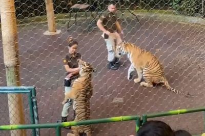 Video Pawang Cantik Digigit Harimau saat Pertunjukan di Taman Safari Bogor, Ini Endingnya