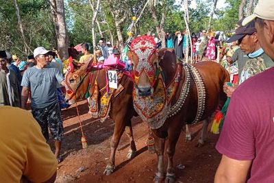 Heboh Sapi Pamer Body di Sumenep, Didandani Bak Pengantin Sama Pemiliknya