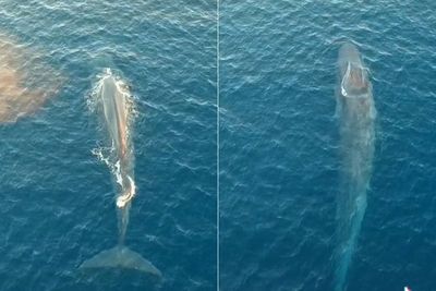 Liburan ke Labuan Bajo, Pria Ini Rekam Paus Sebesar Kapal, Penampakannya Bikin Merinding