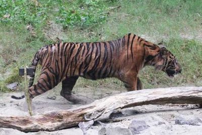 Harimau Masuk Perkebunan Warga di Aceh, Tim BKSDA Turun Atasi Satwa Liar Dilindungi