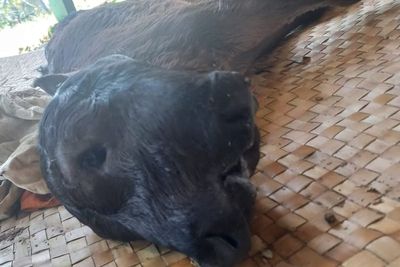 Sapi di Bone Terlahir Aneh, Kelaminnya Jantan Tapi Punya Susu dan Bermata Empat