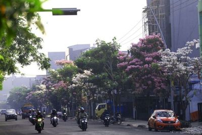 Serasa di Jepang, Indahnya Bunga Tabebuya Bermekaran di Jalan Protokol Surabaya