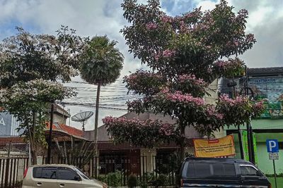 Tabebuya Bermekaran, Kota Malang Mendadak Cantik Kaya di Jepang