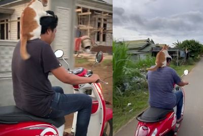 Gemes! Si Oyen Ini Asyik Nangkring di Pundak Babu, Anteng Diajak Motoran: Kayak Helm