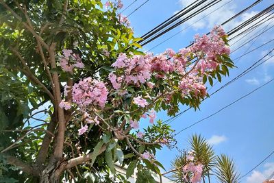 Fakta Unik Tabebuya yang Mirip Sakura, Si Cantik Ini Bisa Atasi Demam sampai Malaria